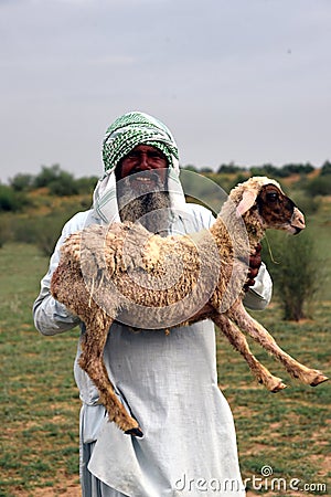 Shepherd grazing sheep in the rural area Editorial Stock Photo